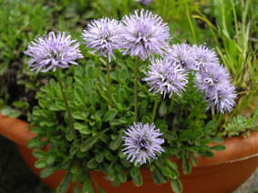 Globularia meridionalis